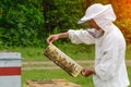 The beekeeper takes out from the hive honeycomb filled with fresh honey. Apiculture.