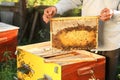 Beekeeper taking frame from hive at apiary, closeup