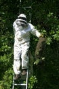 Beekeeper taking a Wild Swarm to Put it into Hive, Normandy in France