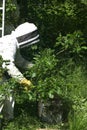 Beekeeper taking a Wild Swarm to Put it into Hive, Normandy in France