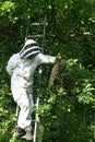 Beekeeper taking a Wild Swarm and transfering it to a Hive, Normandy