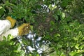 Beekeeper taking a Wild Swarm and transfering it to a Hive, Normandy