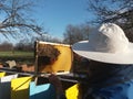 Beekeeper on task