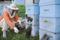 Beekeeper Tending Beehives