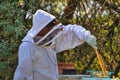 Beekeeper Tending His Hives