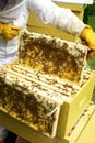 Beekeeper tending hive