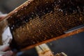 Beekeeper uncapping honey cells on the frames with a uncapping comb. Royalty Free Stock Photo