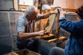 Beekeeper uncapping honey cells on the frames with a uncapping comb. Royalty Free Stock Photo