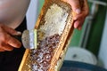 Beekeeper is uncapping honeycomb with uncapping fork Royalty Free Stock Photo