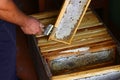 Beekeeper uncapping honeycomb with special beekeeping fork. Beeekeeping concept Royalty Free Stock Photo