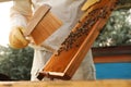 Beekeeper in uniform brushing honey frame at apiary, closeup Royalty Free Stock Photo