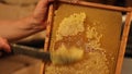 Beekeeper unsealing honeycomb