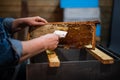 Beekeeper unseals honeycomb with a scraper to remove wax and subtract honey.