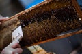Beekeeper unseals honeycomb with a scraper to remove wax and subtract honey. Royalty Free Stock Photo