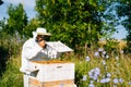 Beekeeper wearing white protective clothing and gloves checking bees on honeycomb wooden frame.