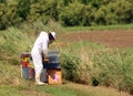 Beekeeper with the white protective suit while collecting honey