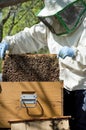 Beekeeper at work