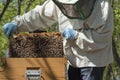 Beekeeper at work Royalty Free Stock Photo