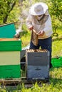 Beekeeper at Work. Bee keeper lifting shelf out of hive. The beekeeper saves the bees.