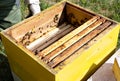 Beekeeper at Work. Bee keeper lifting shelf out of hive Royalty Free Stock Photo