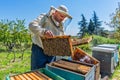 Beekeeper at Work. Bee keeper lifting shelf out of hive. The beekeeper saves the bees. Royalty Free Stock Photo
