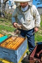 Beekeeper at Work. Bee keeper lifting shelf out of hive. The beekeeper saves the bees. Royalty Free Stock Photo