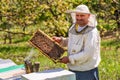 Beekeeper at Work. Bee keeper lifting shelf out of hive. The beekeeper saves the bees. Royalty Free Stock Photo