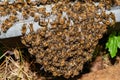 Beekeeper at Work. Bee keeper lifting shelf out of hive. The beekeeper saves the bees. Royalty Free Stock Photo