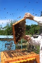 Beekeeper at work