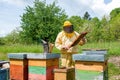 Beekeeper is working with bees and beehives on the apiary. Royalty Free Stock Photo