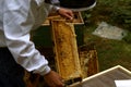 Beekeeper at work