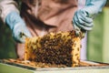 Beekeeper at work. Honey bees on honeycomb