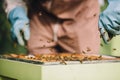 Beekeeper at work. Honey bees on honeycomb