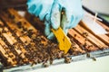 Beekeeper at work. Honey bees on honeycomb