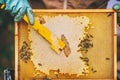 Beekeeper at work. Honey bees on honeycomb Royalty Free Stock Photo