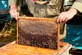 Beekeeper working Royalty Free Stock Photo