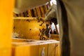 Beekeeper working in an apiary