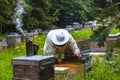 Beekeeper working in the apiary with protective suit and a bee smoker on beehive Royalty Free Stock Photo