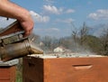 Beekeeper working with bee Royalty Free Stock Photo