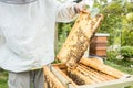 Beekeeper working on bee colony holding honeycomb Royalty Free Stock Photo