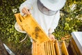 Beekeeper working on bee colony holding honeycomb Royalty Free Stock Photo