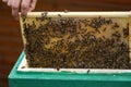 Beekeeper working with bees in the apiary Royalty Free Stock Photo