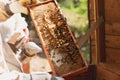 Beekeeper is working with bees and beehives on the apiary Royalty Free Stock Photo