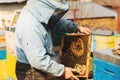 Beekeeper is working with bees and beehives on the apiary