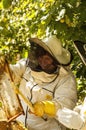 Beekeeper is working with bees