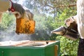 Beekeeper is working with bees and beehives on the apiary Royalty Free Stock Photo