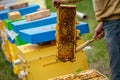 Beekeeper is working with bees and beehives on apiary. Bees on honeycomb. Frames of bee hive. Beekeeping. Honey. Healthy Royalty Free Stock Photo