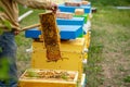 Beekeeper is working with bees and beehives on apiary. Bees on honeycomb. Frames of bee hive. Beekeeping. Honey. Healthy Royalty Free Stock Photo