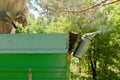 Beekeeper is working with bees and beehives on the apiary Royalty Free Stock Photo