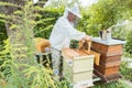 Beekeeper working with bees in beehouse Royalty Free Stock Photo